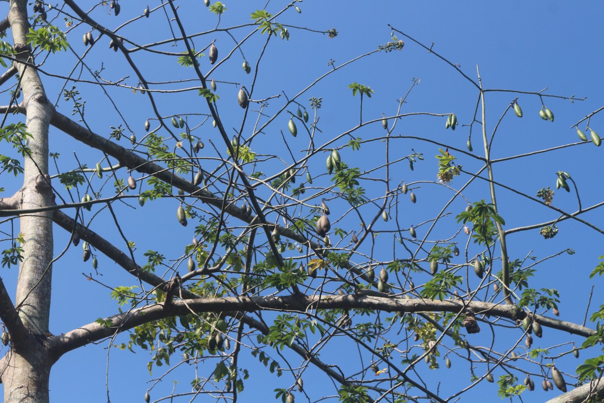 Ceiba pentandra (L.) Gaertn.